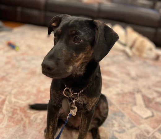 Pet Accessories and Technology